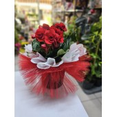 CANLI İTHAL SAKSIDA GÜL BEGONYA